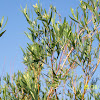 Sandbar Willow
