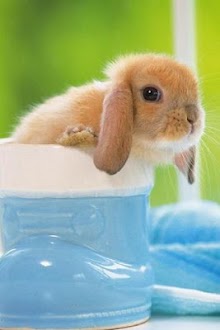 Lovely Little Rabbit