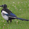 Eurasian magpie