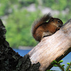 Red Squirrel