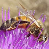European honeybee