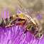 European honeybee