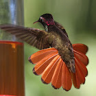 Ruby-Topaz Hummingbird
