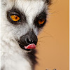 Ring-tailed Lemur