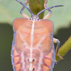 Lychee Stink Bug Nymph