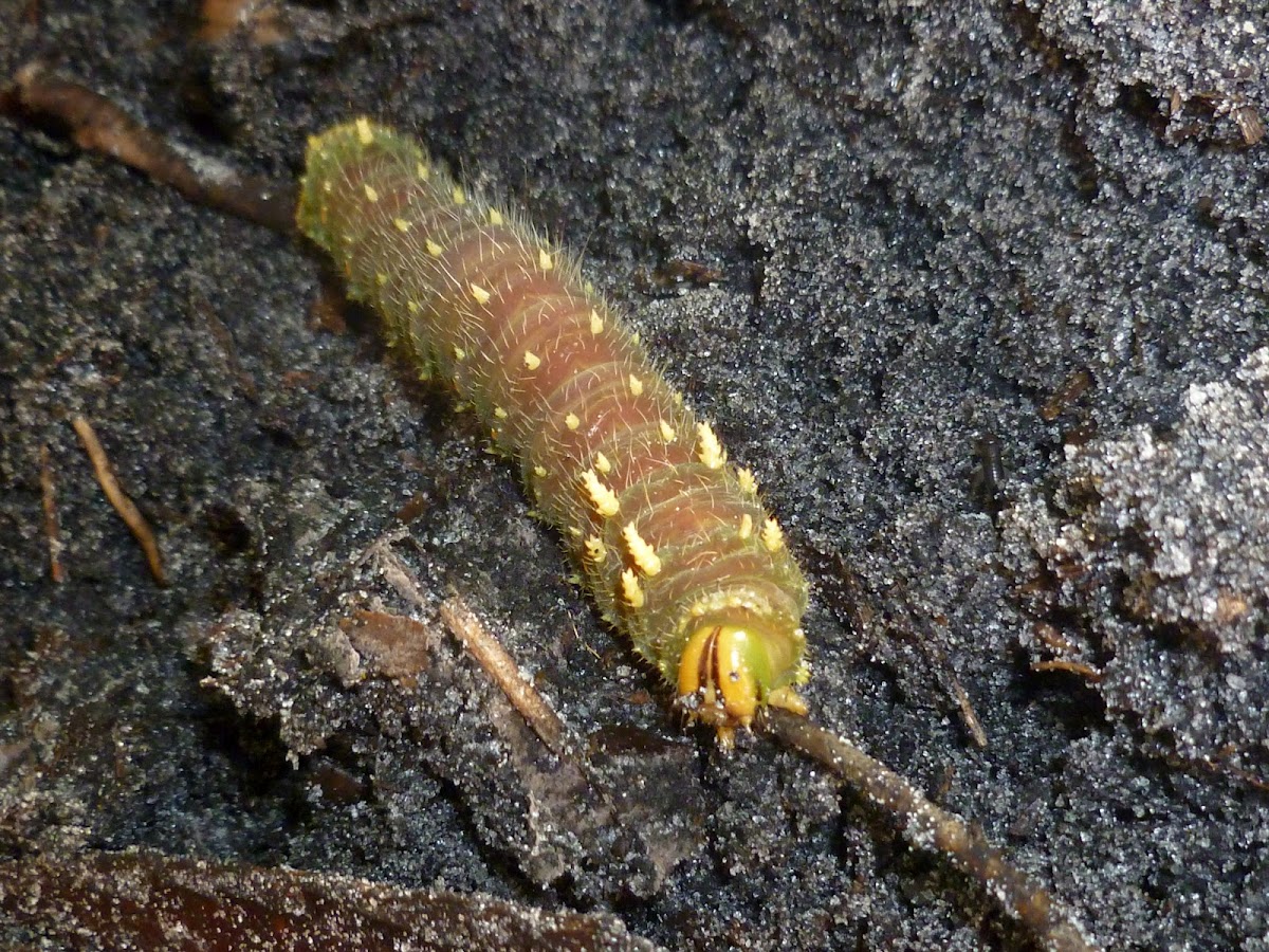 Imperial Moth Larva