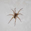 Wolf Spider