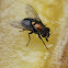 European Green Blowfly