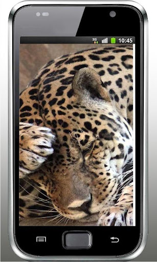 Leopard Jungle live wallpaper