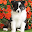Bearded Collie Jigsaw Puzzle Download on Windows