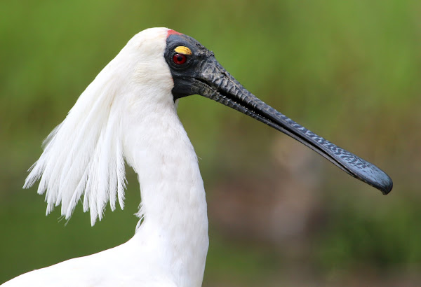 Royal Spoonbill | Project Noah