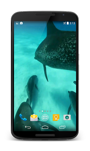 【免費個人化App】Dolphins Video Live Wallpaper-APP點子