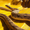 Colubrid snakes of Northern India