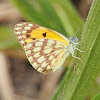 Veined Golden Arab