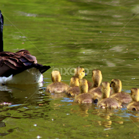 by Dipali S - Animals Birds