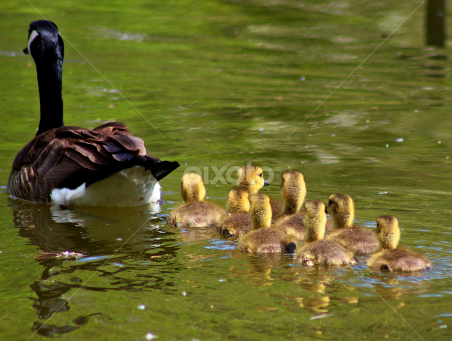 by Dipali S - Animals Birds