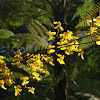 Orchid lluvia de oro