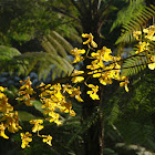 Orchid lluvia de oro