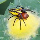 Alpaida spider with egg sack