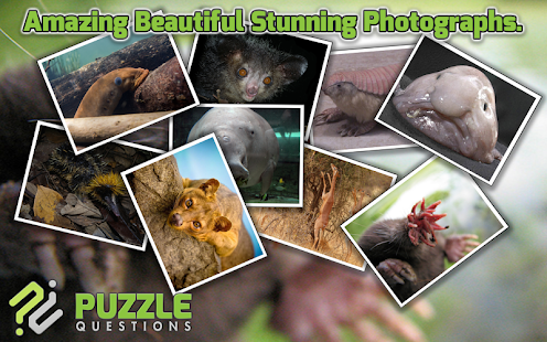Free Weird Animals Puzzle Game Screenshots 9