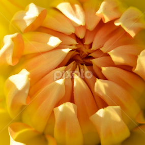 yellow flower by Wendy Milne - Flowers Single Flower