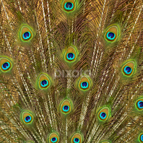 Peacock's Feathers. by Arsalan Sandhila - Artistic Objects Still Life