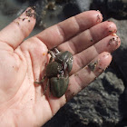 Porcelain crab (juvenile)