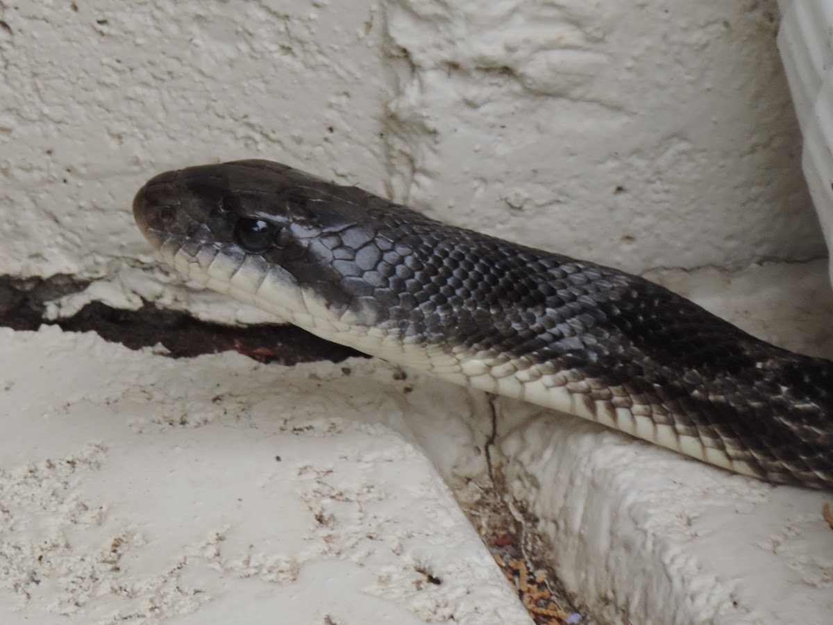 Texas Rat Snake