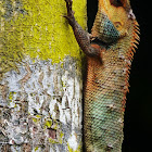 Oriental Garden Lizard (Male) 