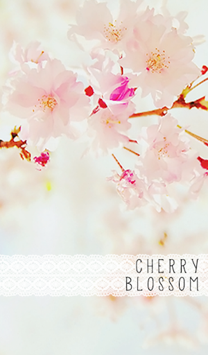 cherry blossom 카카오톡 테마