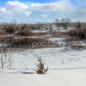 Winter Winds by TJ Champagne - Landscapes Prairies, Meadows & Fields