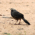 Jungle Babbler