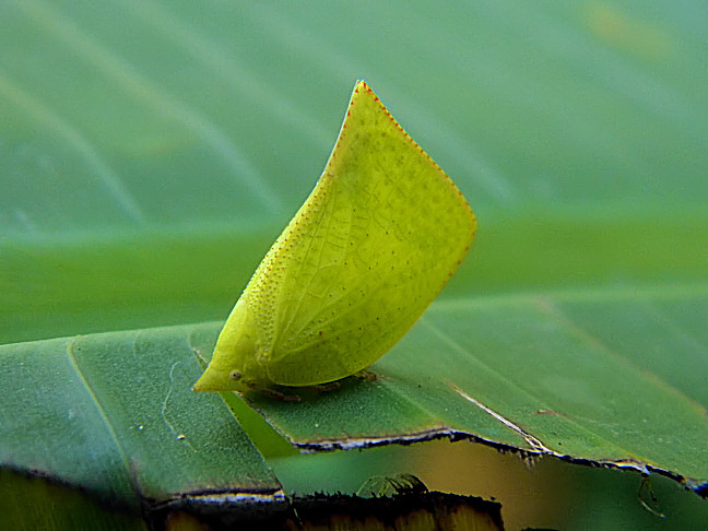 flatid planthopper