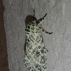 Pantheid Moth