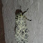 Pantheid Moth