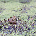 Southern Leopard Frog