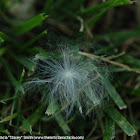 Milkweed (seed)