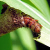 bagworm/casemoth larva