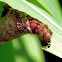 bagworm/casemoth larva