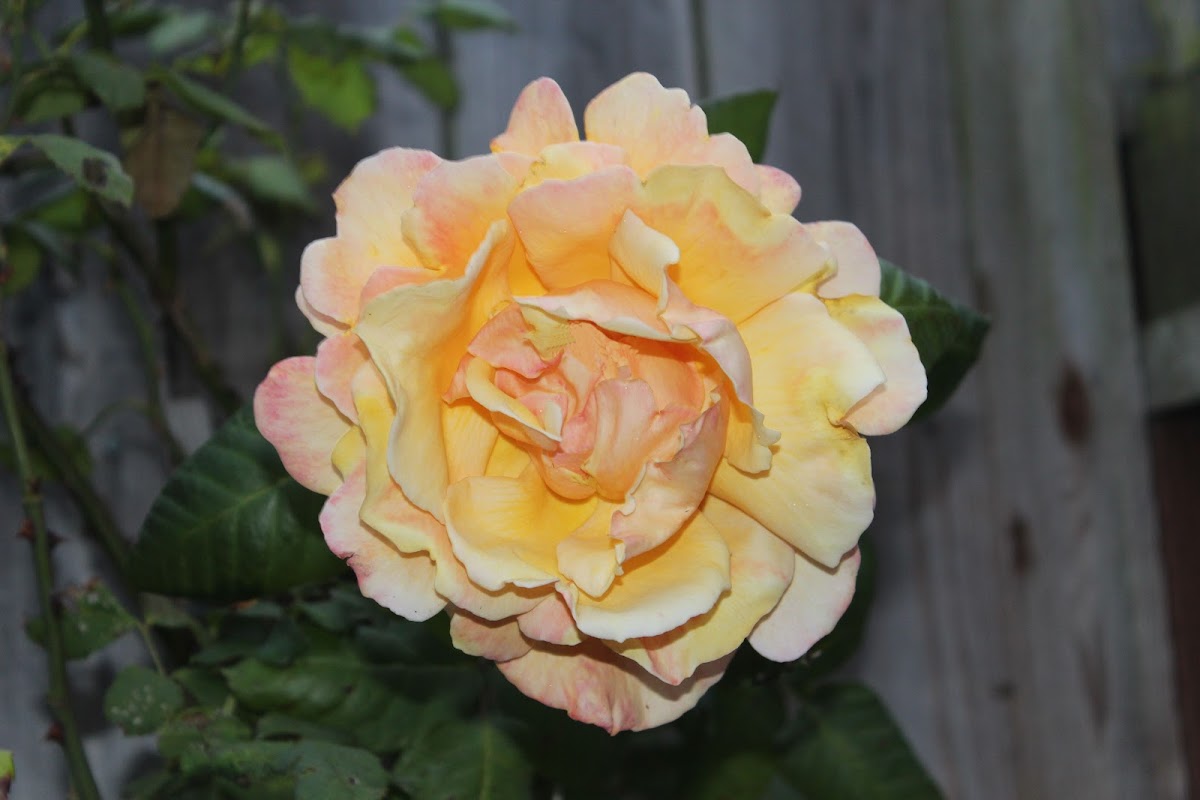 Large Yellow Rose