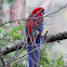 Crimson Rosella