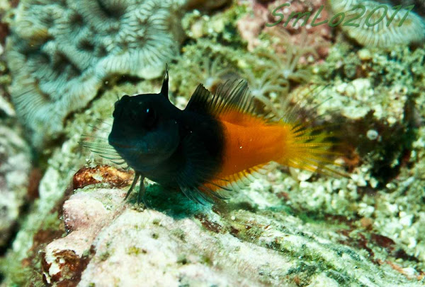 flame-tail-blenny-project-noah