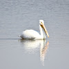 American White Pelican