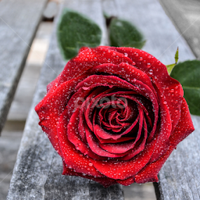 Rose by Jeanne Knoch - Flowers Single Flower