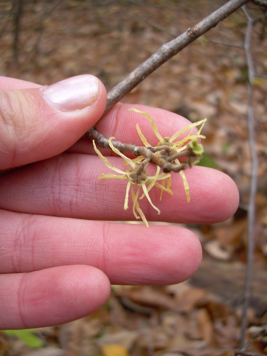 Witch hazel