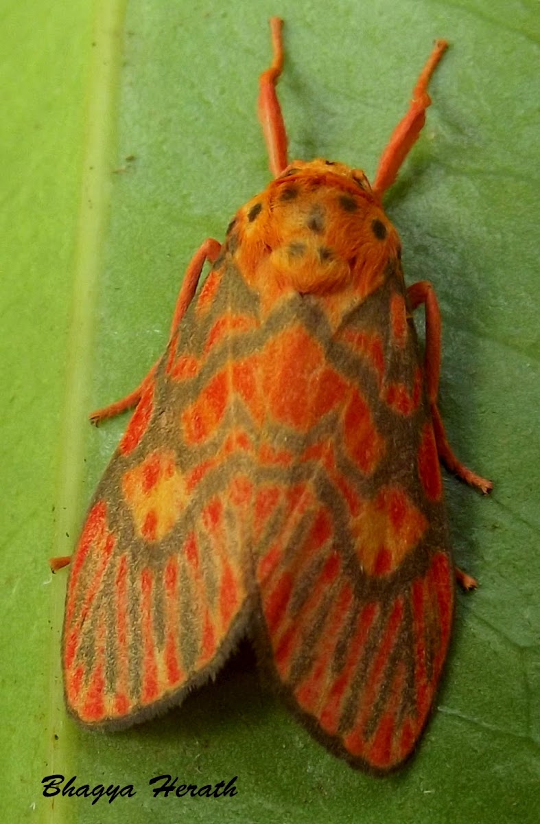 footman moth