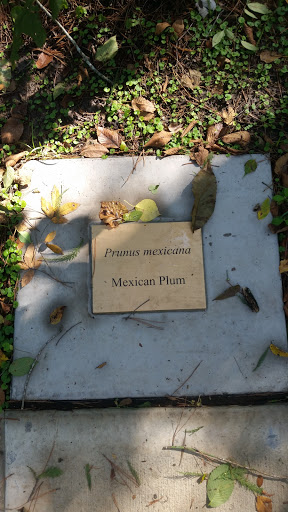 Prunus Mexicana