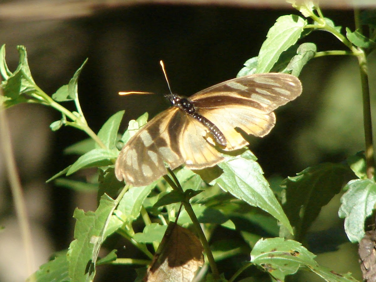 Mariposa