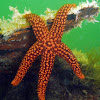 Pacific Blood Star