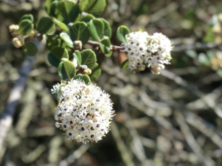 Warty-stem Ceanothus